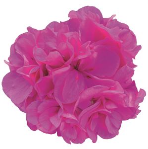 Afbeelding van Geranium Hang P12 Double Royal bleu